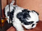 4 süße Shi Tzu Welpen nur in liebevolle Hände abzugeben