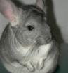 Hallo liebe Chinchillafreunde