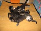 Katzenbabys