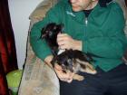Chihuahua-mix-welpen