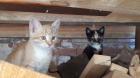 Kätzchen kleine Kater
